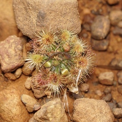 Drosera platystigma