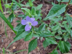 Barleria galpinii