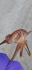 Dolichopoda