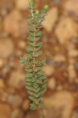 Melaleuca anisandra