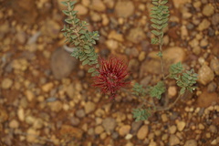Melaleuca anisandra