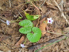 Ipomoea sinensis blepharosepala