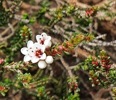 Micromyrtus