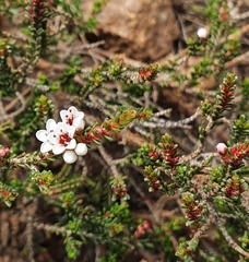 Micromyrtus