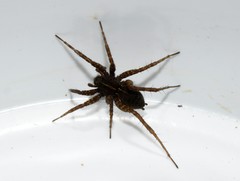 Pardosa proxima