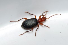 Brachinus crepitans