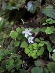 Dichocarpum adiantifolium