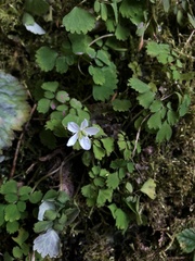 Dichocarpum adiantifolium