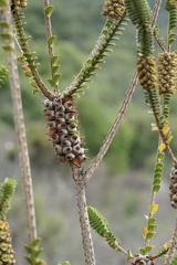 Melaleuca sparsa