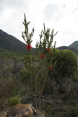 Melaleuca sparsa