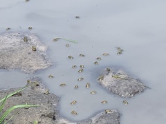 Pyxicephalus adspersus