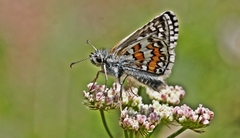 Pyrgus sidae