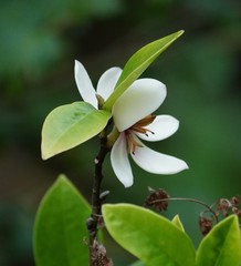 Magnolia figo