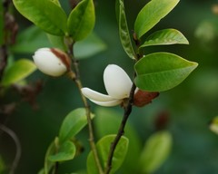 Magnolia figo