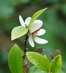 Magnolia figo