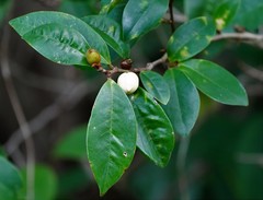 Magnolia figo