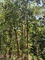 Garcinia gummi-gutta