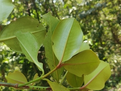 Garcinia gummi-gutta