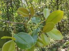 Garcinia gummi-gutta