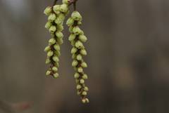 Stachyurus praecox