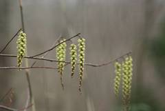 Stachyurus praecox