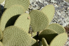 Opuntia scheeri