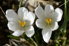 Crocus vernus