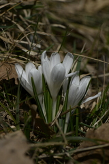 Crocus vernus