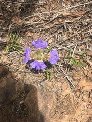 Blepharis procumbens