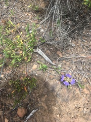 Blepharis procumbens