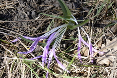 Colchicum bulbocodium