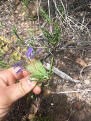 Blepharis procumbens