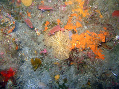 Hornera frondiculata