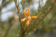 Lambertia ericifolia