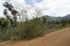 Lambertia ericifolia