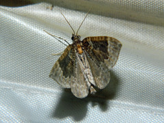 Eulithis flavibrunneata