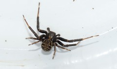 Xysticus thessalicoides