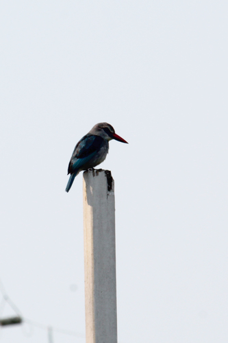Woodland Kingfisher