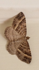 Chrysolarentia subrectaria