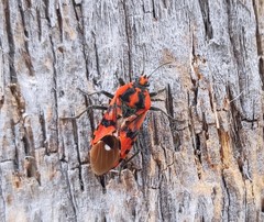 Spilostethus pandurus