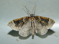 Eulithis flavibrunneata