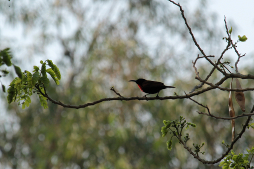 Scarlet-chested Sunbird