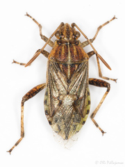 Stictopleurus pictus