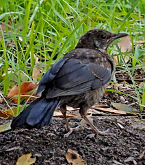 Turdus merula