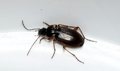 Agonum sordidum
