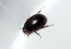 Hydrobius