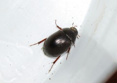 Hydrobius