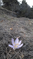 Colchicum bulbocodium