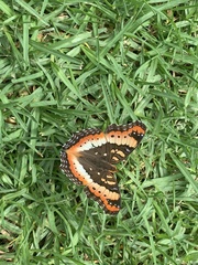 Precis ceryne ceryne