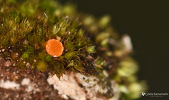 Neottiella
